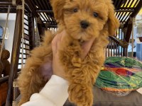 PET EĞİTİMLİ ÜST DÜZEY KORE MALTİPOO