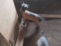Safkan Belçika Kurdu