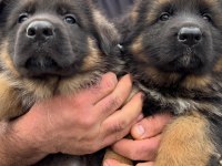 ALMAN ÇOBAN KÖPEĞİ YAVRULARI 