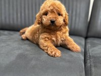 A kalite maltipoo yavrularım teslime hazır