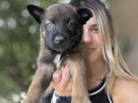 Belçika kurdu Malinois Yavruları