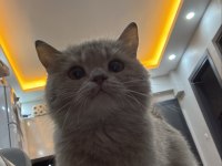 British shorthair yavrumuza yuva aranıyor