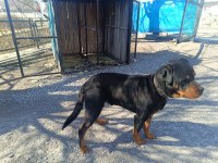 Orjinal rottweiler çiftleştirmeye uygun acil