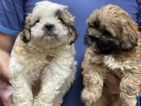 Shih Tzu Bebekler 