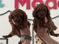 Petmede Köpek Çiftliğinde Ziyarete Açık Toy Poodle