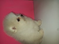 Kartopları yeni yuvalarına gitmeye hazır pomeranian