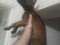Kaçırma malinois