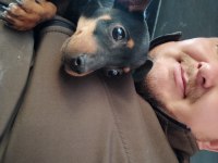Yavru pinscher