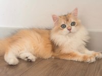 British Longhair 5 Aylık Ny12 Erkek