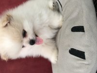Pomeranian mükemmel dişi yavru