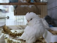ALIŞTIRMALIK JUMBO MUHABBET KUŞU YAVRULAR