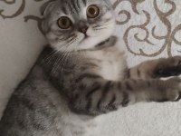 Güzel scottish fold kızım Lili