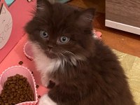British Longhair Chocolate Bicolor