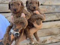 Safkan Dev Poodle Üst Düzey Soydan Özel Seri BURKEMDEN