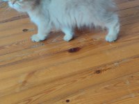 British longhair golden