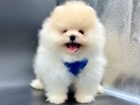 Safkan Pomeranian Boo Bebekler