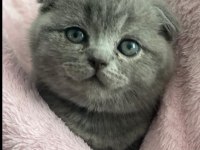 Sevgi yumağı gri scottish fold