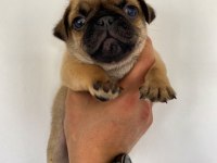 Pug yavrumuz dan varsa daha iyisi o da annesi
