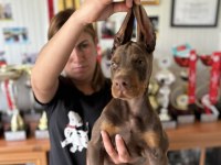 Europan FCı federasyonlu doberman yavruları