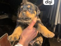 A kalite rottweiler bebeklerimiz