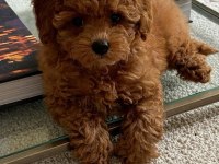 En Tatlı Poodle Bebekler