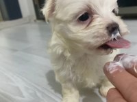 0 NUMARA AŞILI MALTESE YAVRULAR