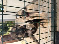 İki yavru köpeğimizi sahiplendirme