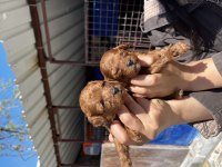 Tea cup kore poodle yavrularımız