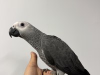 ZEYTİN GÖZ YAVRU JAKO BELGELİ