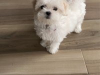 MALTESE SAFKAN IRK