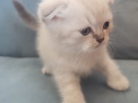 Scottish Fold Blue Point Yavru