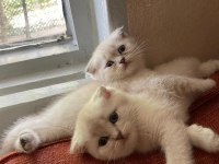 2,5 aylık scottish blue point yavruları