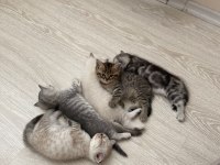2 aylık british shorthair yavrular yeni yuvalarını arıyor