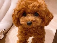 Havalı Poodle Patiler