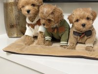 Safkan ırk garantili maltipoo yavruları mevcut