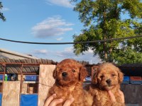Toy poodle yavrularımız çiftliğimizden