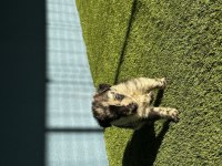 Dünyanın en zeki köpek ırkı