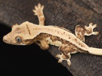 SUPER KALİTE CRESTED GECKOLARIMIZ