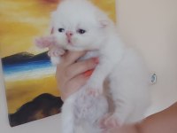 Persian bebek kedileri sahiplendirme