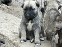 ÇİFTLİKTEN SAFKAN KANGAL