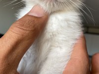 Blue point safkan british shorthair yavrular