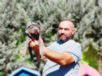 Cane Corso Yavru Köpeğimiz