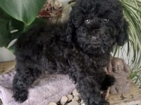Şecereli 2 kardeş poodle