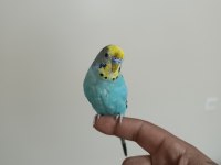 6 aylık konuşan erkek muhabbet kuşu