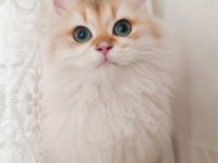Erkek british longhair 14 aylık
