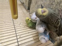 Bebek muhabbet kuşları