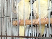 Kendi anaç kuşlarım yavruları erkek dişi tahmini verilir