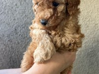 1 dişi ve 1 erkek son kalan garantili toy poodle yavrular