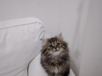 Oyuncu ve dost british longhair