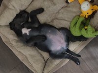 İstanbul Beylikdüzünden cane corso
